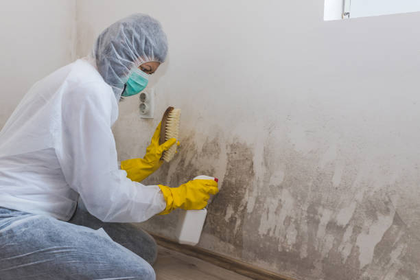 Best Attic Mold Remediation in Sheboygan Falls, WI