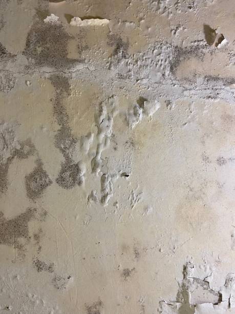 Best Insurance-Related Mold Remediation in Sheboygan Falls, WI