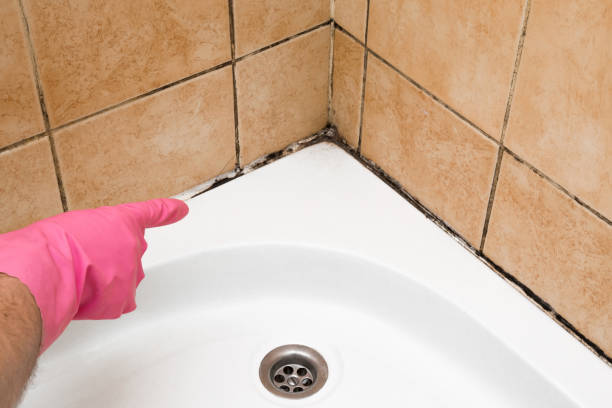 Best Residential Mold Remediation in Sheboygan Falls, WI